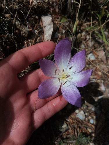 Colchicum bivonae