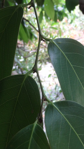 Image of Hydnocarpus Alpinus (Hydnocarpus alpinus) by (c) Siddarth Machado, some rights reserved (CC BY)