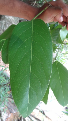 Image of Hydnocarpus Alpinus (Hydnocarpus alpinus) by (c) Siddarth Machado, some rights reserved (CC BY)