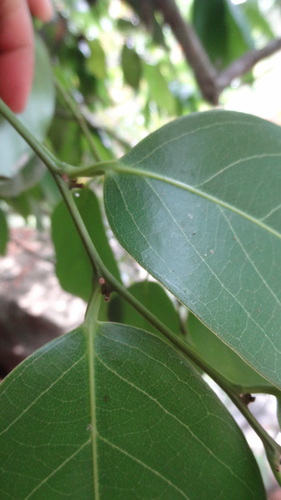 Image of Hydnocarpus Alpinus (Hydnocarpus alpinus) by (c) Siddarth Machado, some rights reserved (CC BY)
