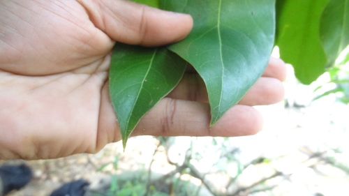 Image of Hydnocarpus Alpinus (Hydnocarpus alpinus) by (c) Siddarth Machado, some rights reserved (CC BY)