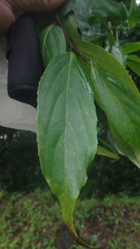 Image of Hydnocarpus pentandrus by (c) Siddarth Machado, some rights reserved (CC BY)