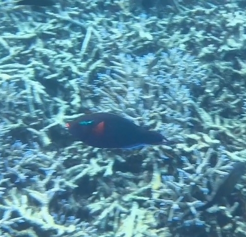 Hemigymnus melapterus