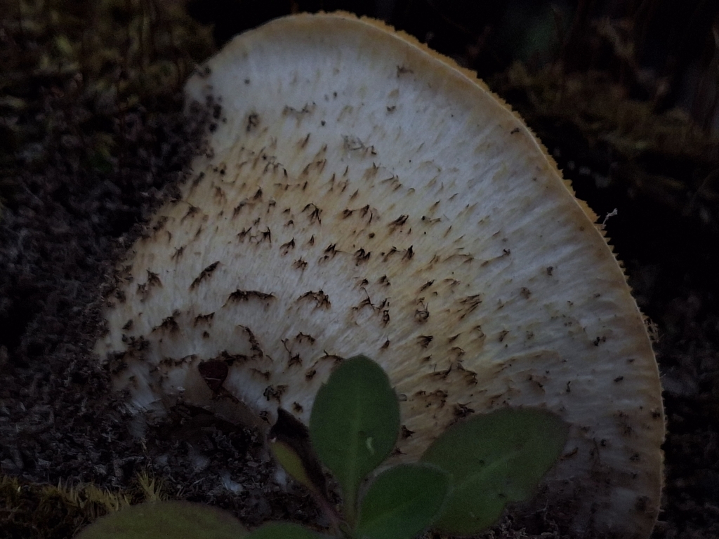 Neolentinus lepideus · September 2025 · photo: © rocio_pose (iNaturalist, cc-by)