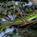 Anolis equestris thomasi - Photo (c) David Smith, some rights reserved (CC BY-NC), uploaded by David Smith