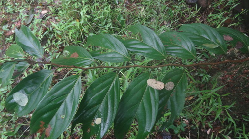 Image of Hydnocarpus pentandrus by (c) Siddarth Machado, some rights reserved (CC BY)
