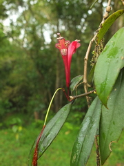 Aeschynanthus perrottetii