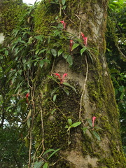 Aeschynanthus perrottetii