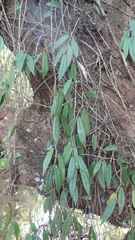 Aeschynanthus perrottetii