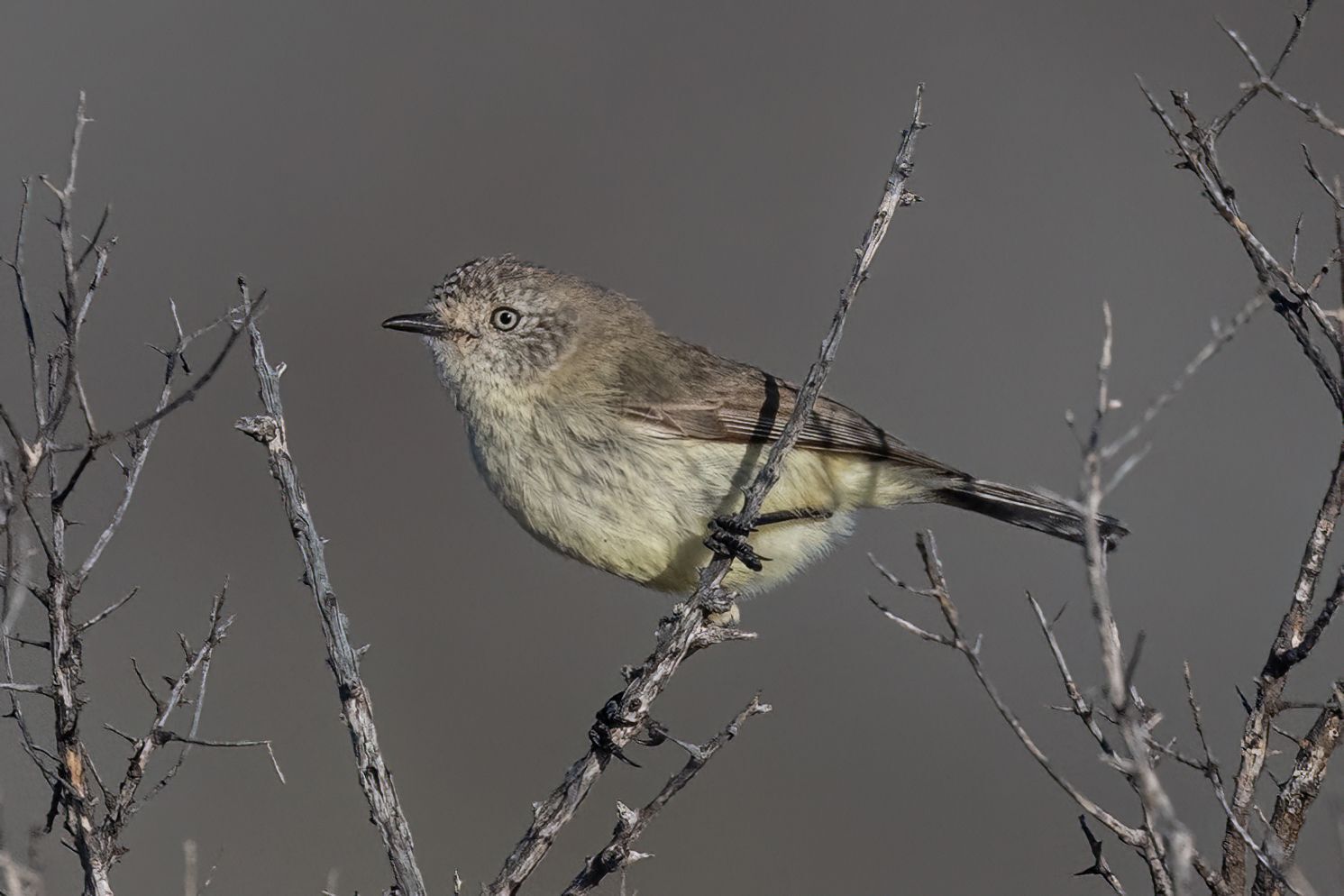 Slender-billed Thornbill (Acanthiza iredalei), photo 3