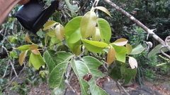 Gnetum edule