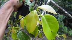 Gnetum edule