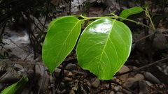 Gnetum edule