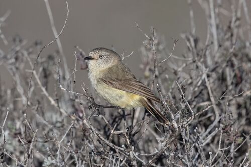 Slender-billed Thornbill (Acanthiza iredalei), photo 4