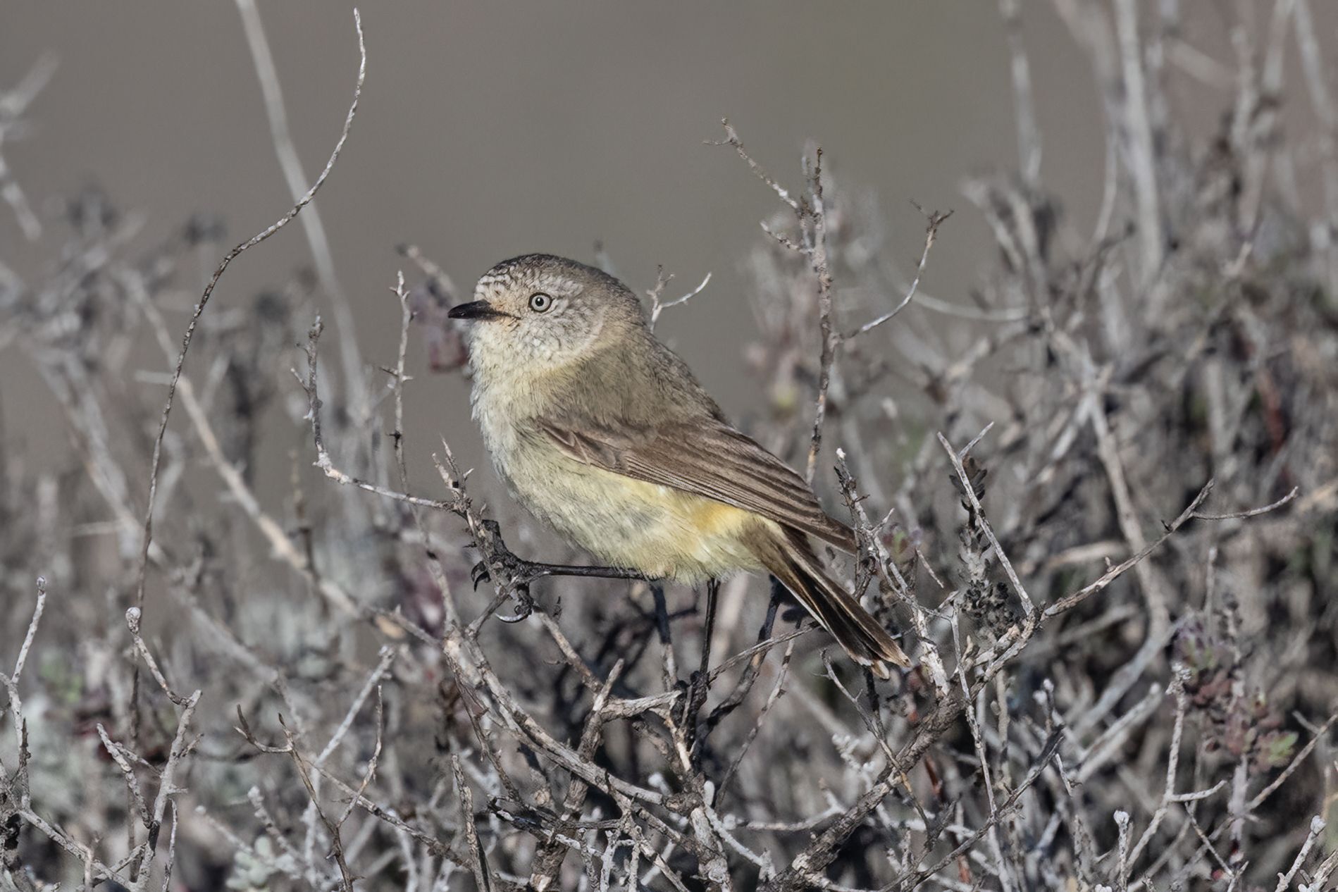 Slender-billed Thornbill (Acanthiza iredalei), photo 4