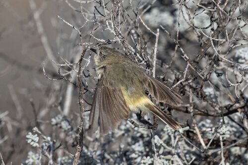 Slender-billed Thornbill (Acanthiza iredalei), photo 10