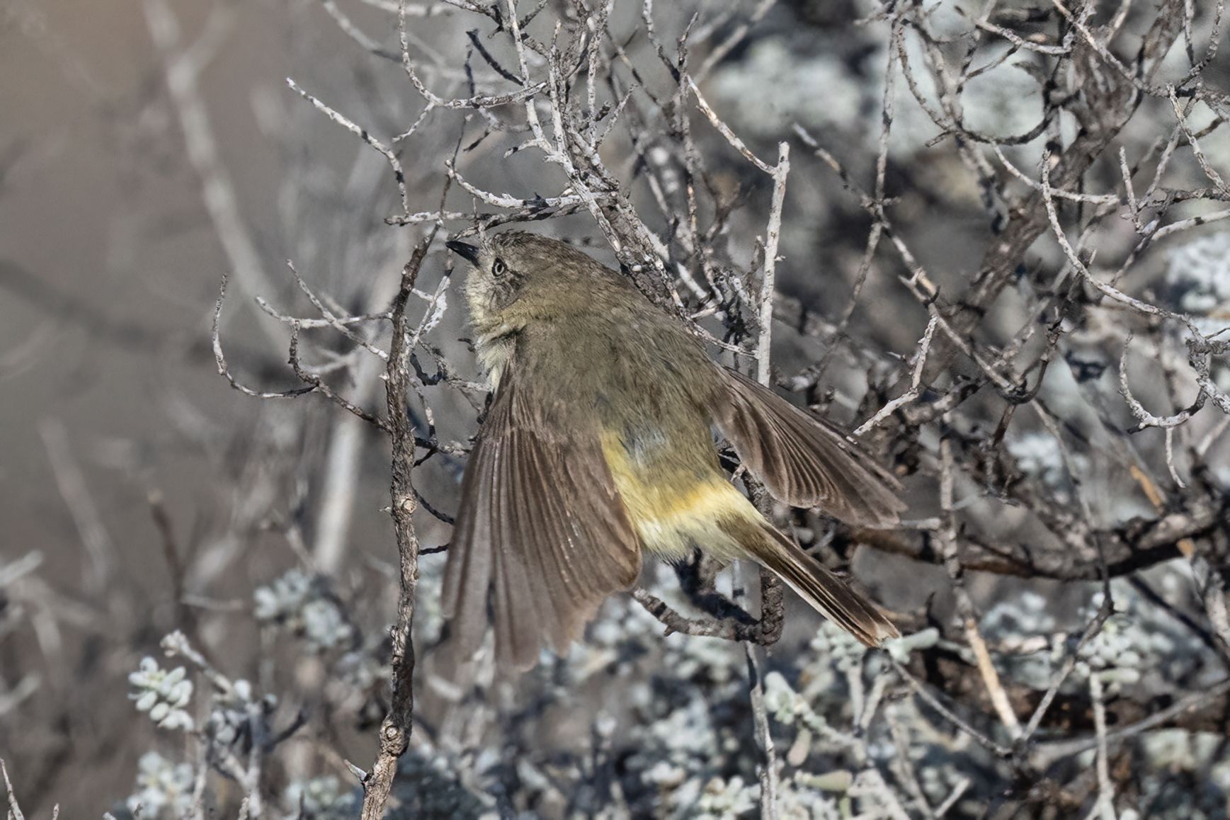 Slender-billed Thornbill (Acanthiza iredalei), photo 10