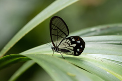 Pseudohaetera mimica
