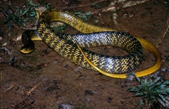 Indigo Snake photo 4