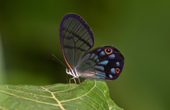 Pseudohaetera mimica