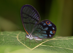 Pseudohaetera mimica