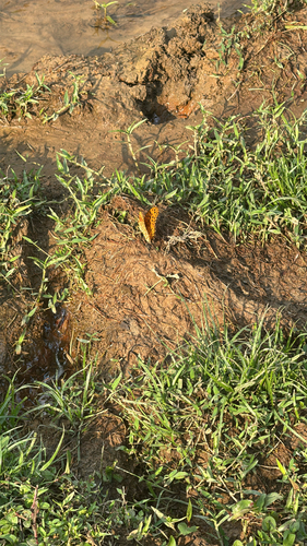 Tropical Fritillary