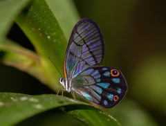 Pseudohaetera mimica