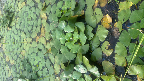 Water caltrop