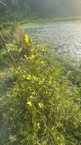 trifoliate orange