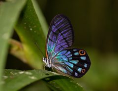 Pseudohaetera mimica