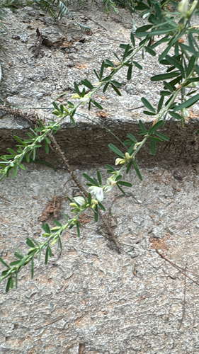 Chinese bushclover