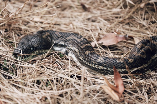 Coastal Carpet Python sighting