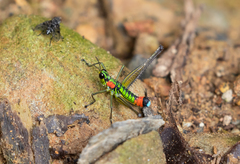 Paramastax rosenbergi