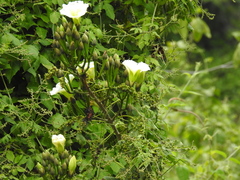 Ipomoea intrapilosa