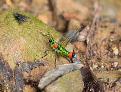 Paramastax rosenbergi