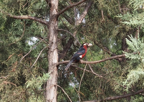 Double-toothed Barbet