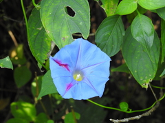 Ipomoea parasitica