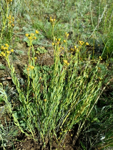 Dahurian Haplophyllum (Haplophyllum dauricum)