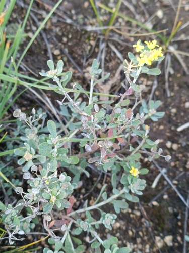American Alyssum (Odontarrhena obovata)