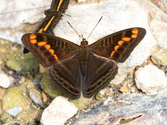 Adelpha levona