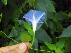 Ipomoea parasitica