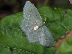 Chlorissa arcana