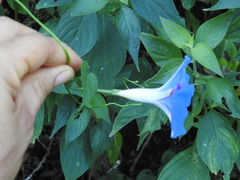 Ipomoea parasitica