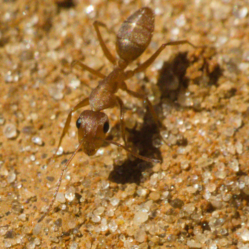 Camponotus koseritziCamponotus koseritzi