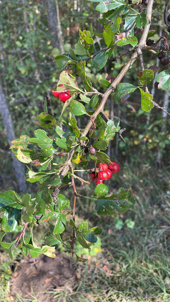 Crataegus laevigata