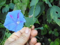 Ipomoea parasitica