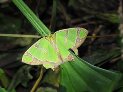 Agathia magnificentia