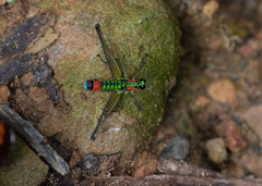 Paramastax rosenbergi