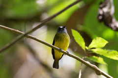 Myiotriccus ornatus