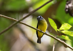 Myiotriccus ornatus